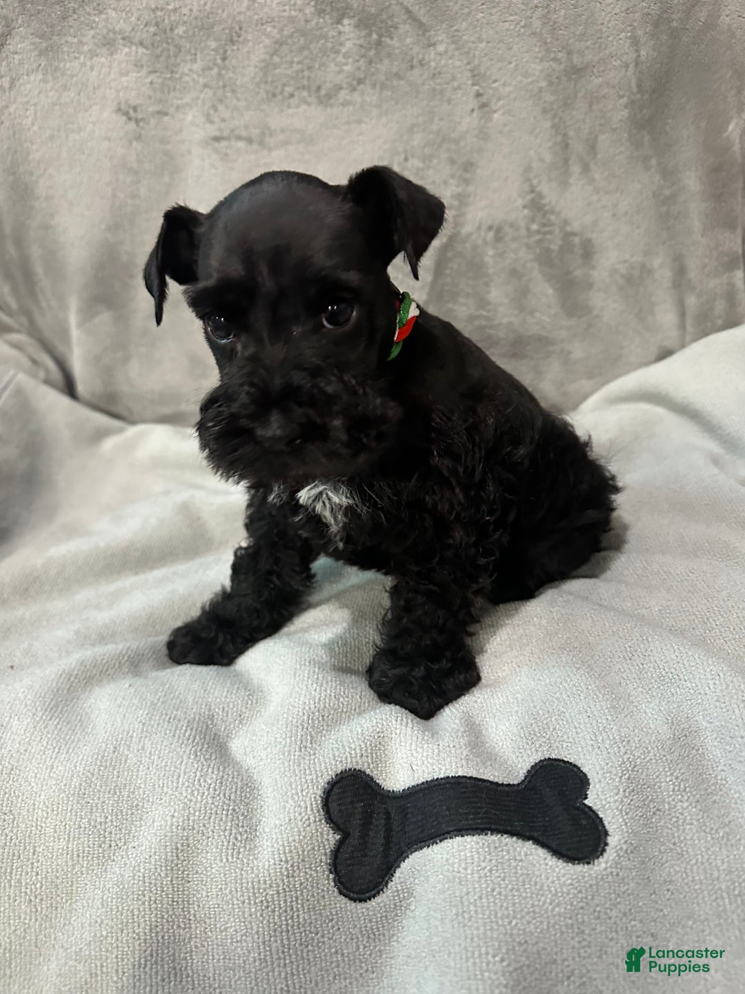 Miniature Schnauzer dogs for sale: Benny - Ad 2