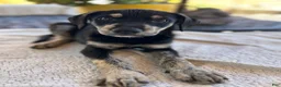 Mixed Breed dogs for sale: June - Ad 5