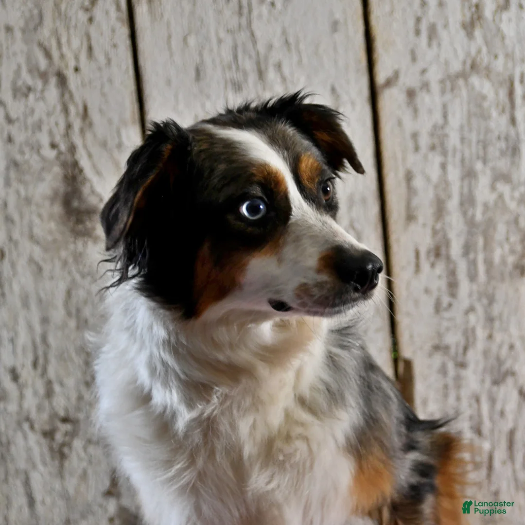 Australian Shepherd dogs for sale: Alex  - Ad 6