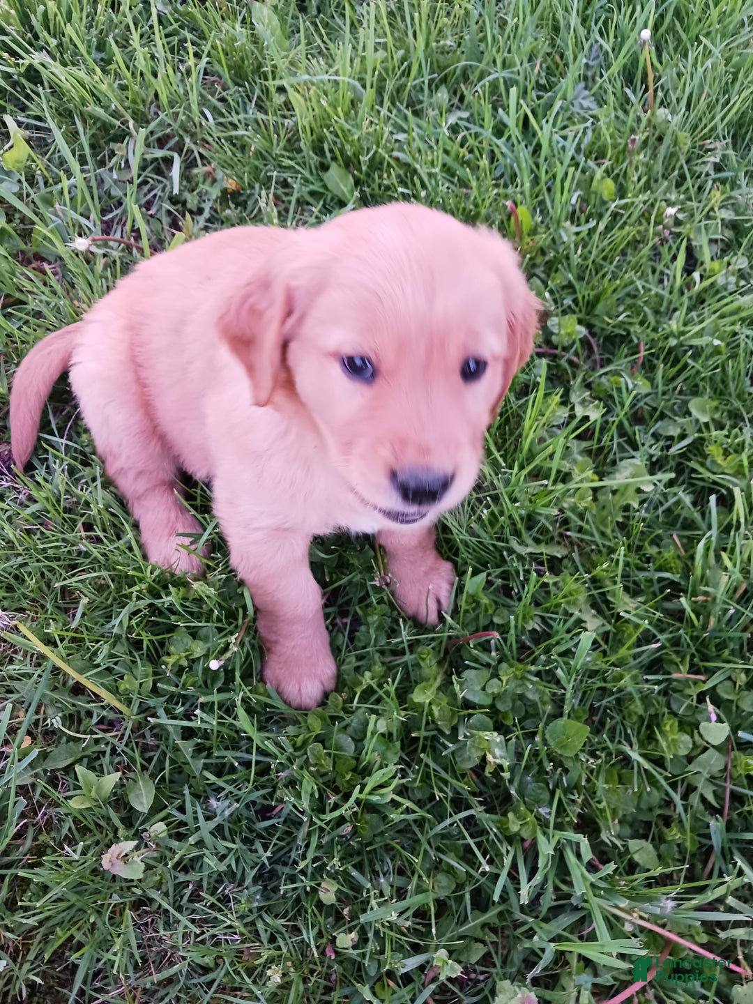 Golden Retriever dogs for sale: Priscilla - Ad 1