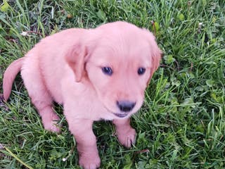 Golden Retriever dogs Priscilla - Ad 24