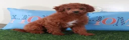 Mini Goldendoodle dogs for sale: Ruby-Gorgeous Female Mini Goldendoodle Puppy - Ad 5