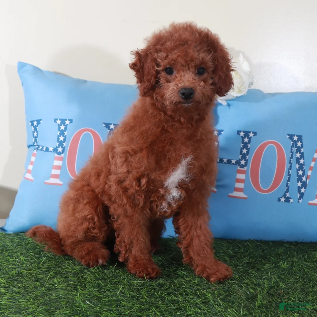 Mini Goldendoodle dogs for sale: Ruby-Gorgeous Female Mini Goldendoodle Puppy - Ad 5