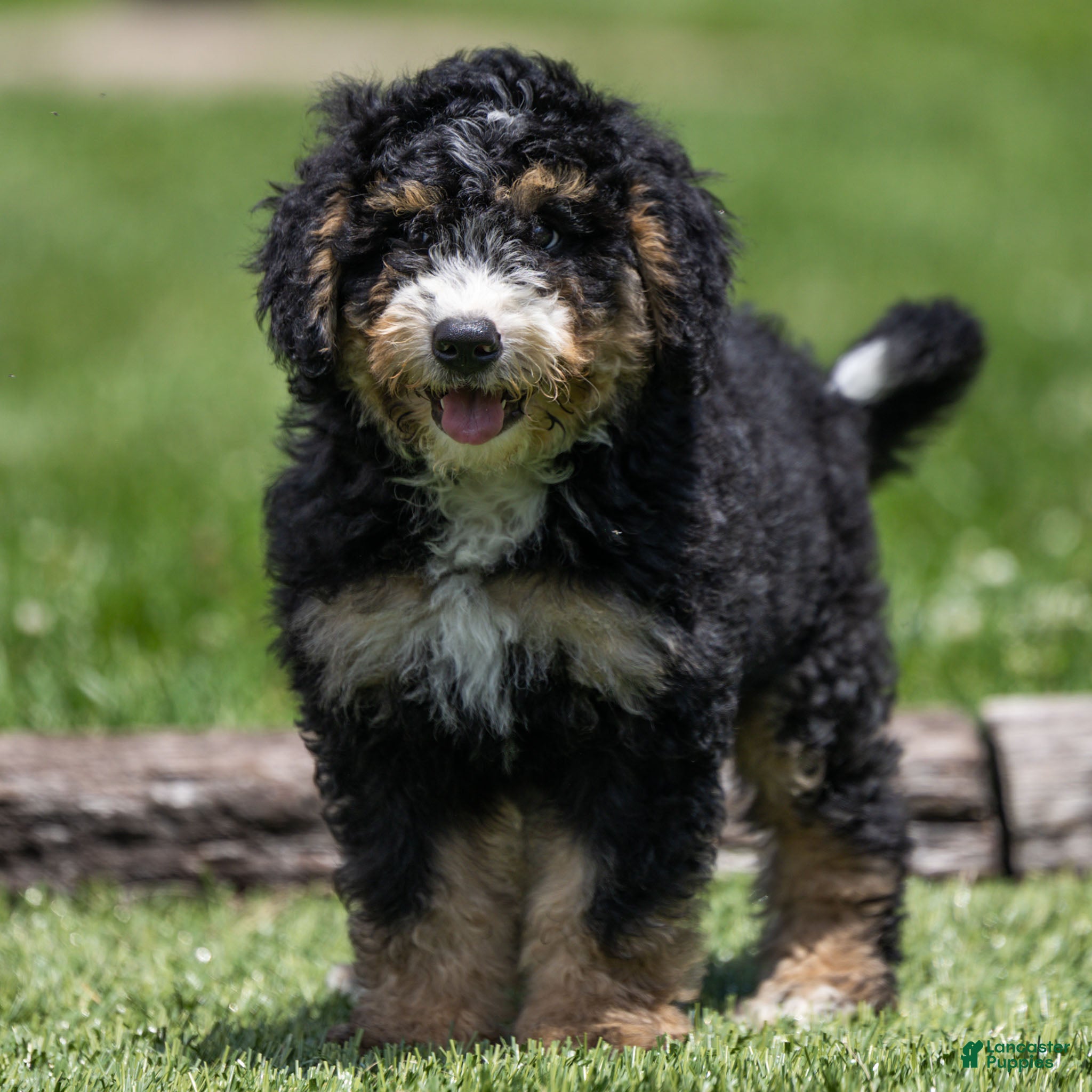 Bernedoodle dogs Hayes Bernedoodle Puppy  - Ad 1