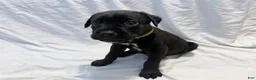 Cane Corso dogs for sale: Crowley AKC yellow/orange collar - Ad 14