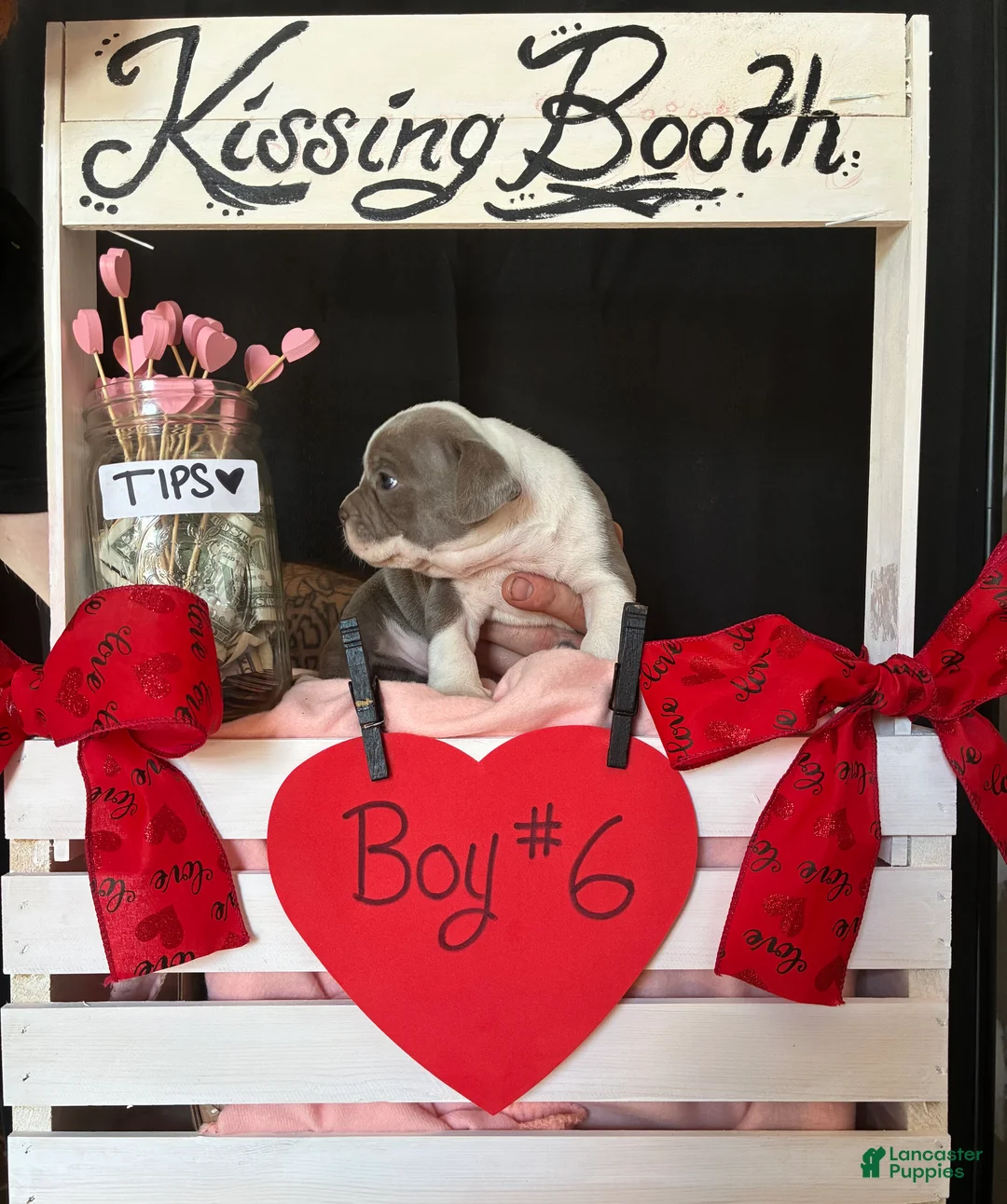 Olde English Bulldogge dogs for sale: Olde English Bulldogge Puppy 6 - Ad 3