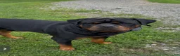 Rottweiler dogs for stud: Akc pedigree Stud - Ad 1