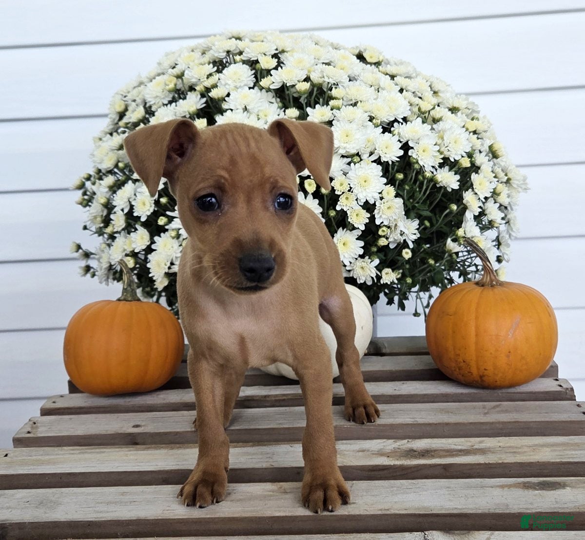 Miniature Pinscher dogs Leo - Ad 1