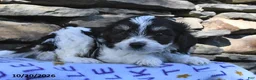 Cavachon dogs for sale: Dolly - Ad 4