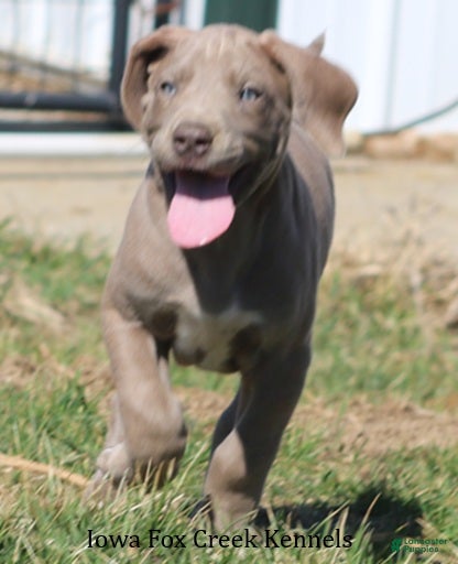 Great Dane dogs Hope - Ad 2