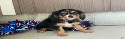 Cavalier King Charles Spaniel dogs for sale: Hudson Cavalier King Charles Spaniel  - Ad 5