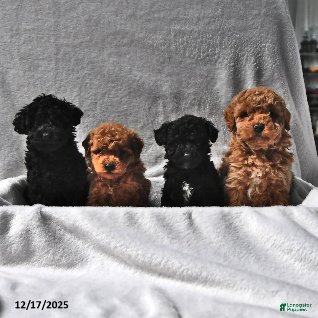 Miniature Poodle dogs for sale: Melissa Ann  - Ad 3