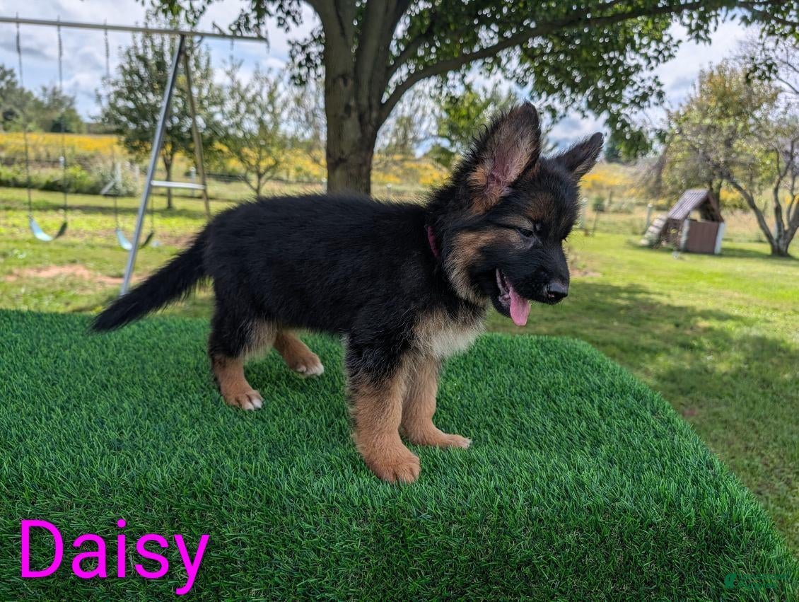 German Shepherd dogs Daisy - Ad 2