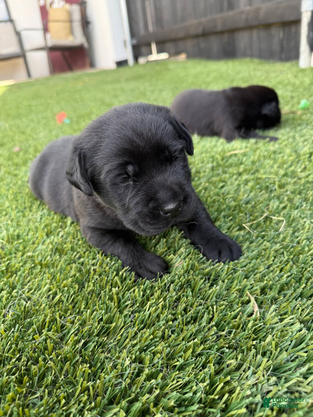 Labrador Retriever dogs for sale: Labrador Retriever Puppy 1 - Ad 2
