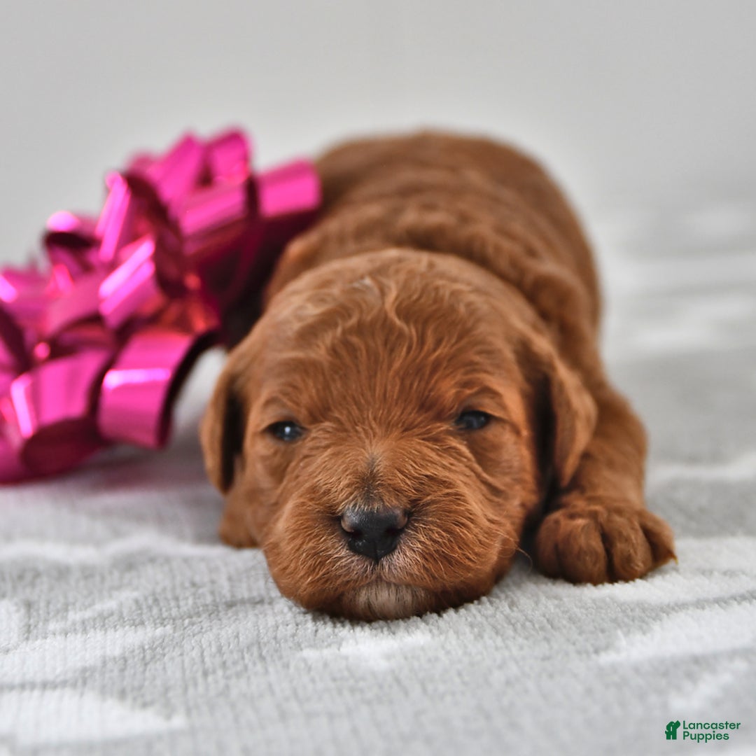 Mini Goldendoodle dogs for sale: Cupcake - Ad 1