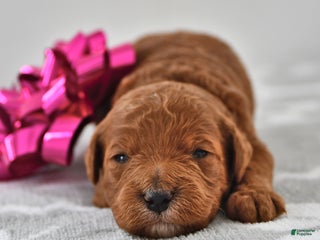 Mini Goldendoodle dogs Cupcake - Ad 31