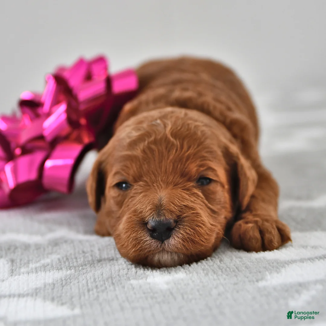 Mini Goldendoodle dogs for sale: Cupcake - Ad 16