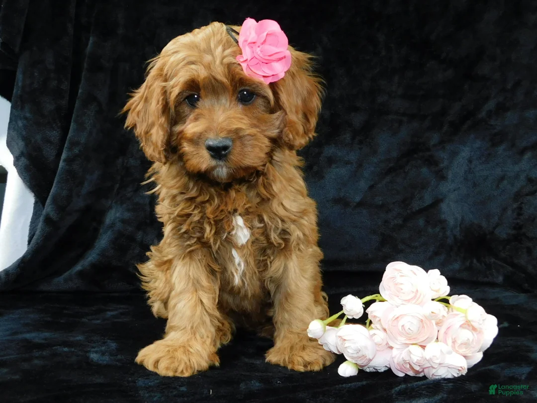 Cavapoo dogs for sale: Princess - Ad 4