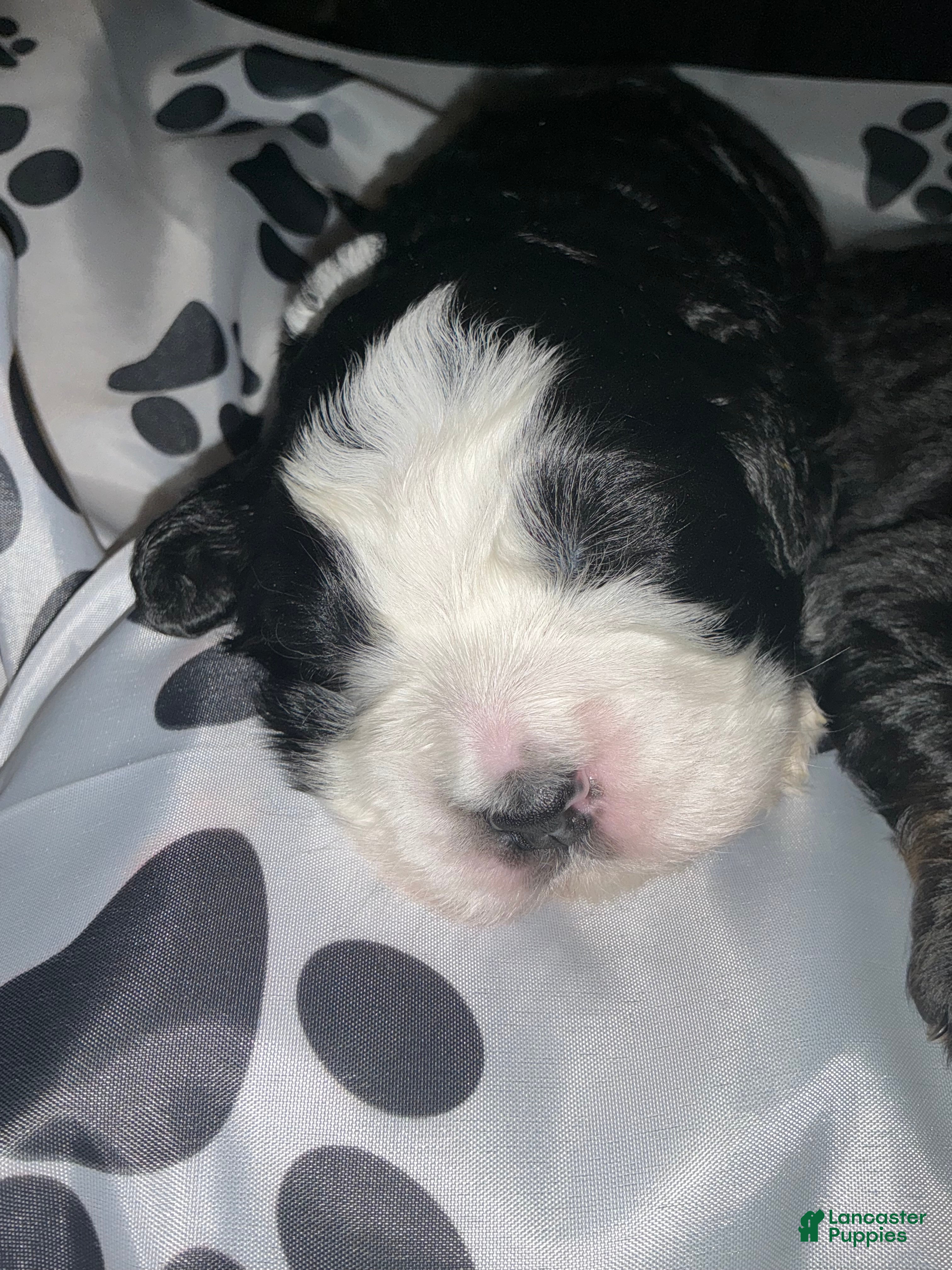 Bernedoodle dogs Suzy - Ad 32