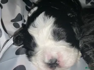 Bernedoodle dogs Suzy - Ad 37