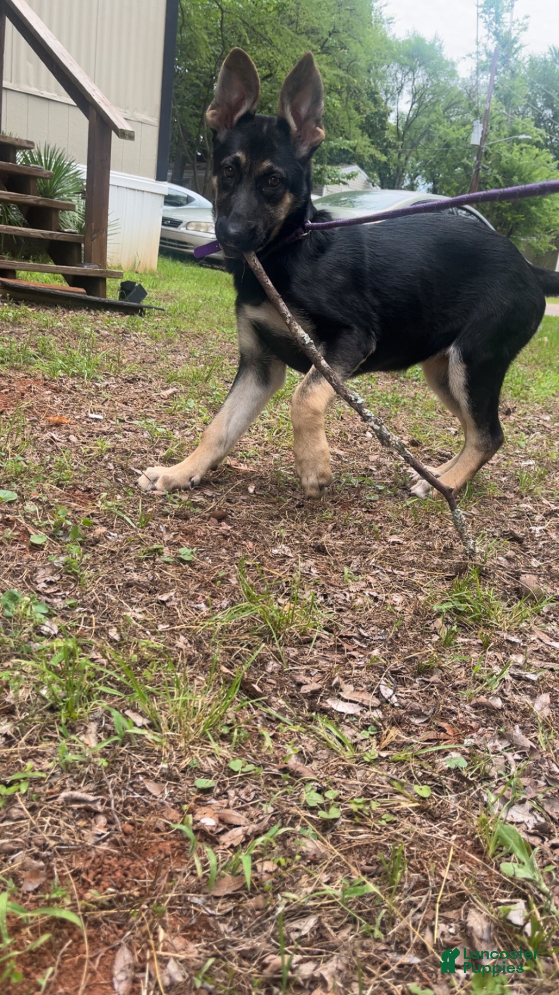 German Shepherd dogs German Shepherd Puppy 1 - Ad 1