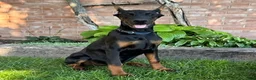 Doberman Pinscher dogs for sale: Amika - Ad 4