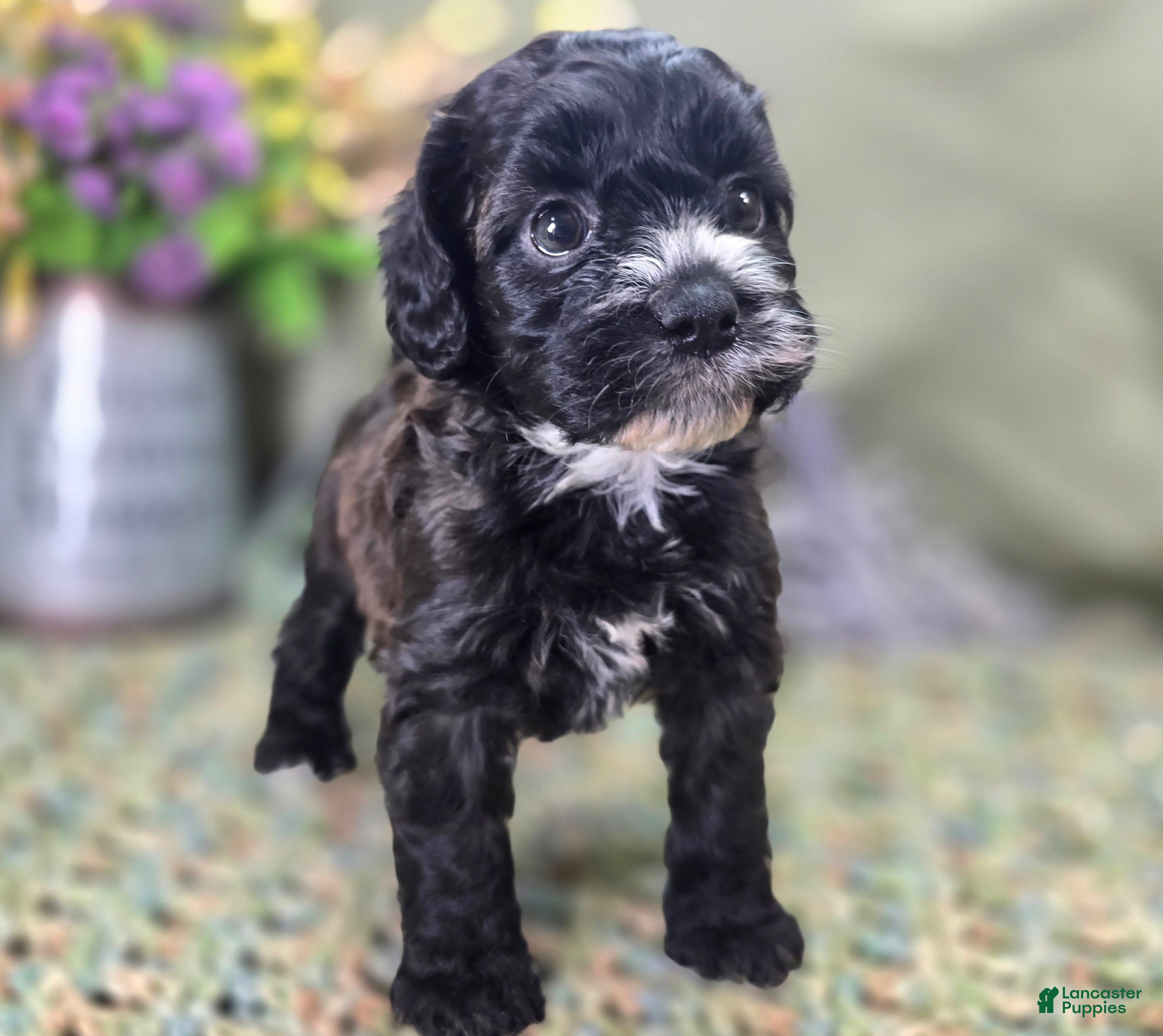 Cockapoo dogs Flopsy - Ad 7