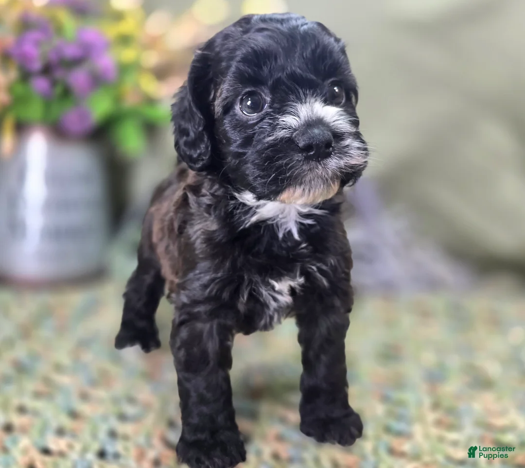 Cockapoo dogs for sale: Flopsy - Ad 1