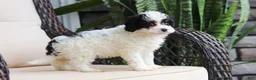 Cavapoo dogs for sale: Joy - Ad 6