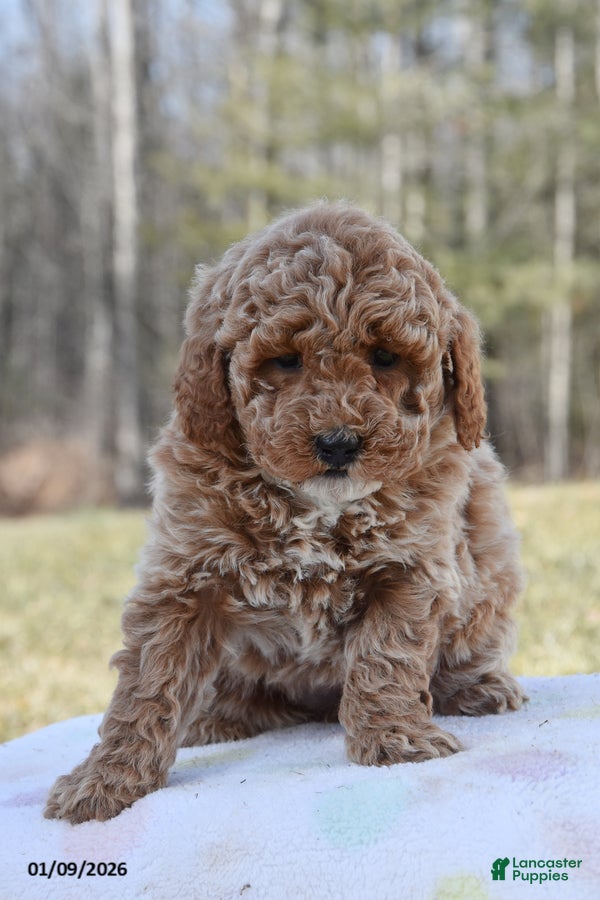 Miniature Poodle dogs Hope - Ad 41