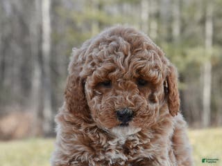 Miniature Poodle dogs for sale: Hope - Ad 1