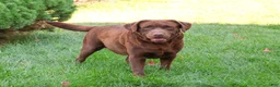 Labrador Retriever dogs for sale: Zoey  - Ad 7