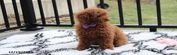 Toy Poodle dogs for sale: Pearl - Ad 5