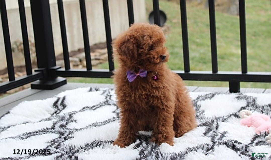 Toy Poodle dogs for sale: Pearl - Ad 5