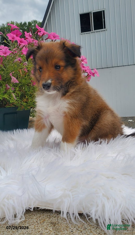 Shetland Sheepdog dogs Mitchell - Ad 2
