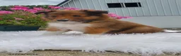Shetland Sheepdog dogs for sale: Mitchell - Ad 2