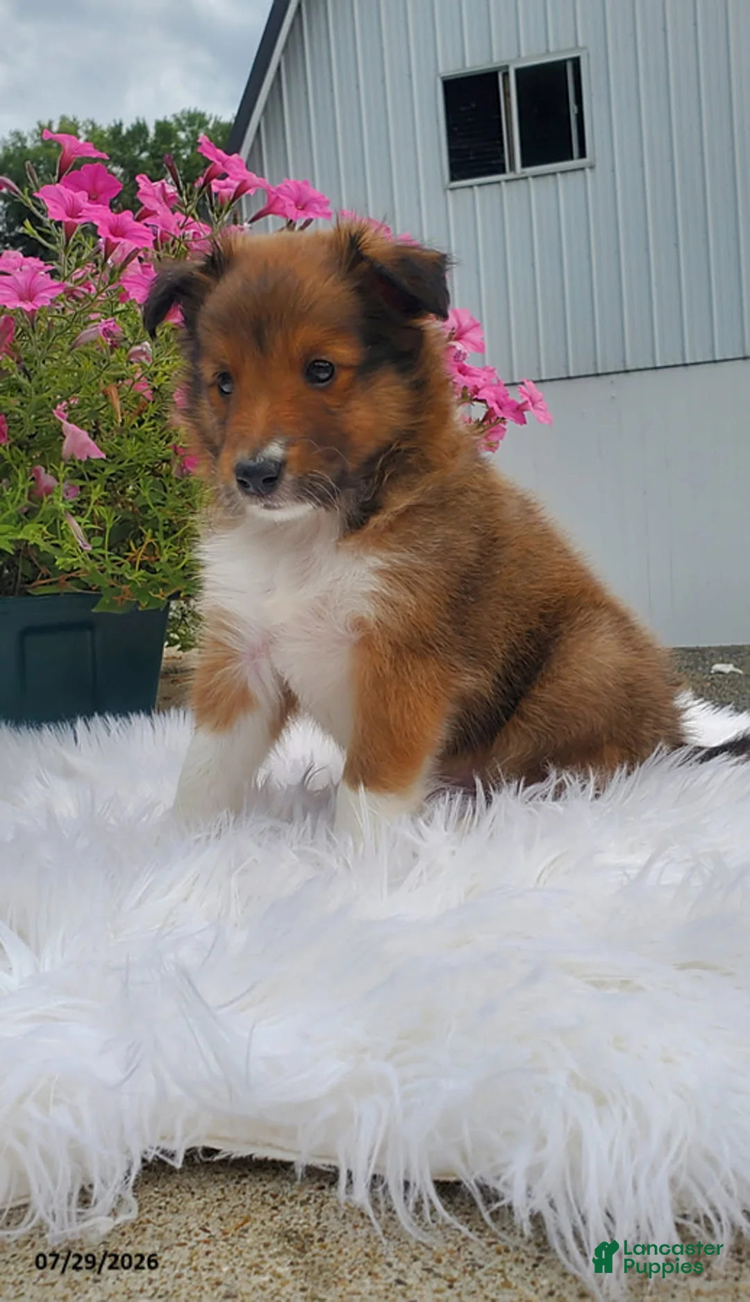 Shetland Sheepdog dogs for sale: Mitchell - Ad 2