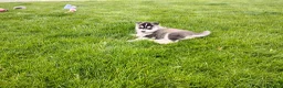 Siberian Husky dogs for sale: Avery  - Ad 7
