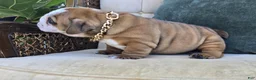 English Bulldog dogs for sale: Dominic - Ad 3
