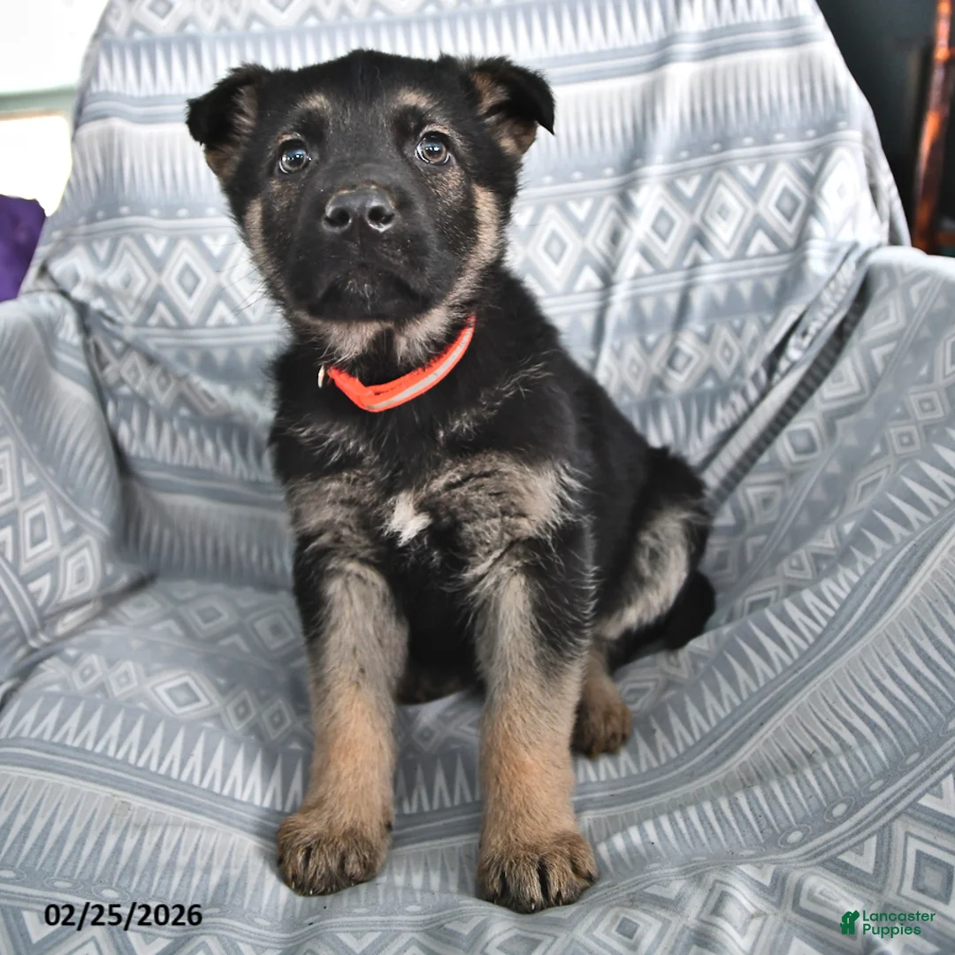 German Shepherd dogs for sale: Thelma - Ad 2