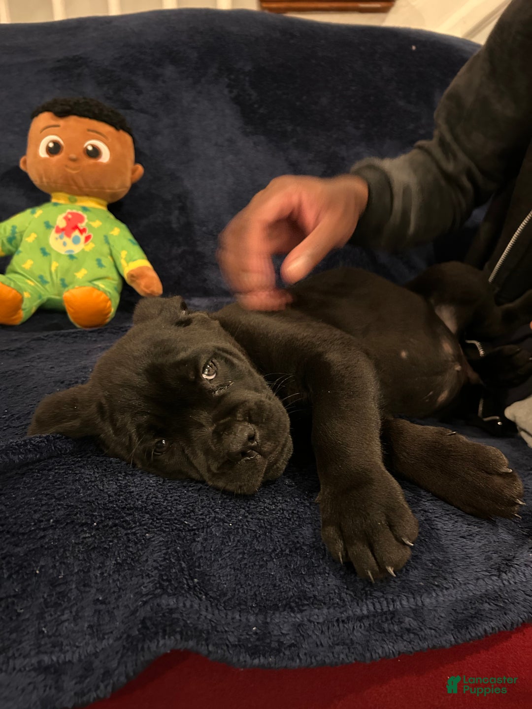 Cane Corso dogs for sale: Scruff  - Ad 3