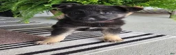 German Shepherd dogs for sale: Ivy - Ad 6