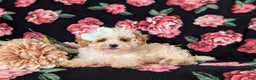Toy Poodle dogs for sale: Kelcy - Ad 5