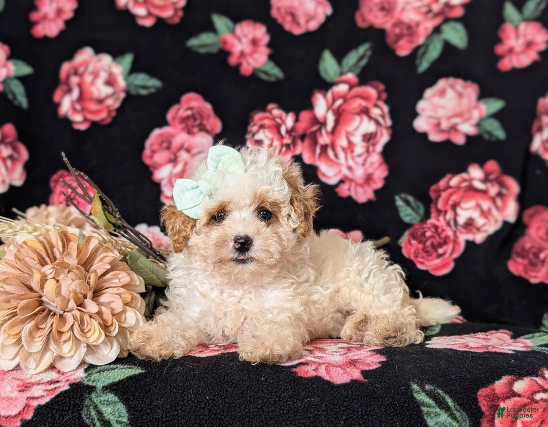 Toy Poodle dogs for sale: Kelcy - Ad 5