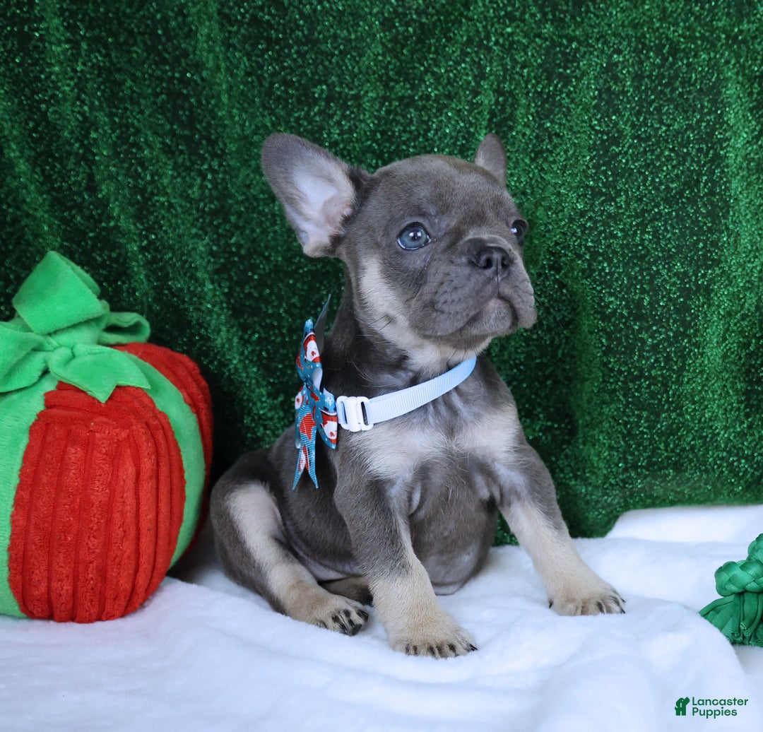 French Bulldog dogs for sale: Bella Health Tested Parents  - Ad 2