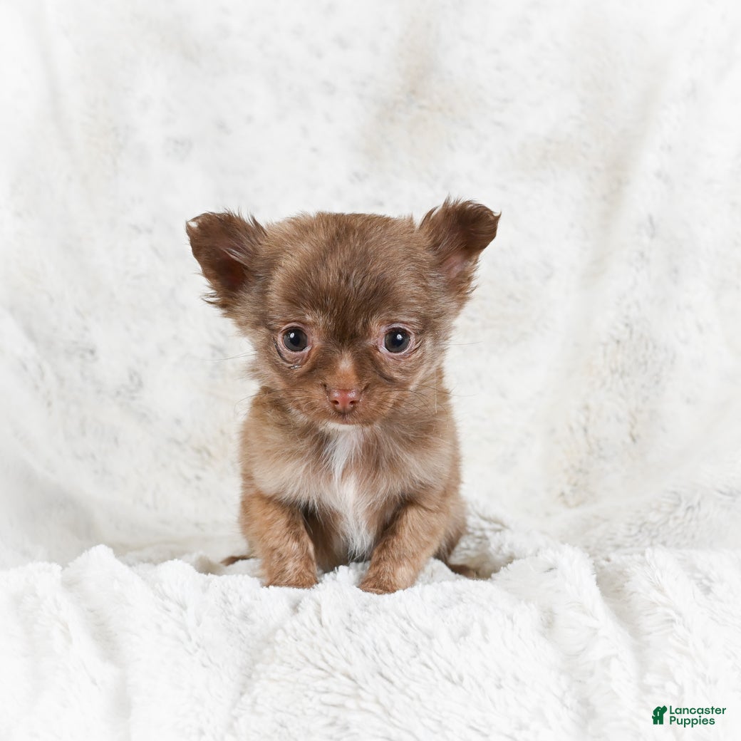 Chihuahua dogs Malachi - Ad 14