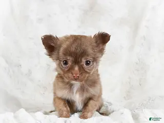 Chihuahua dogs Malachi - Ad 17