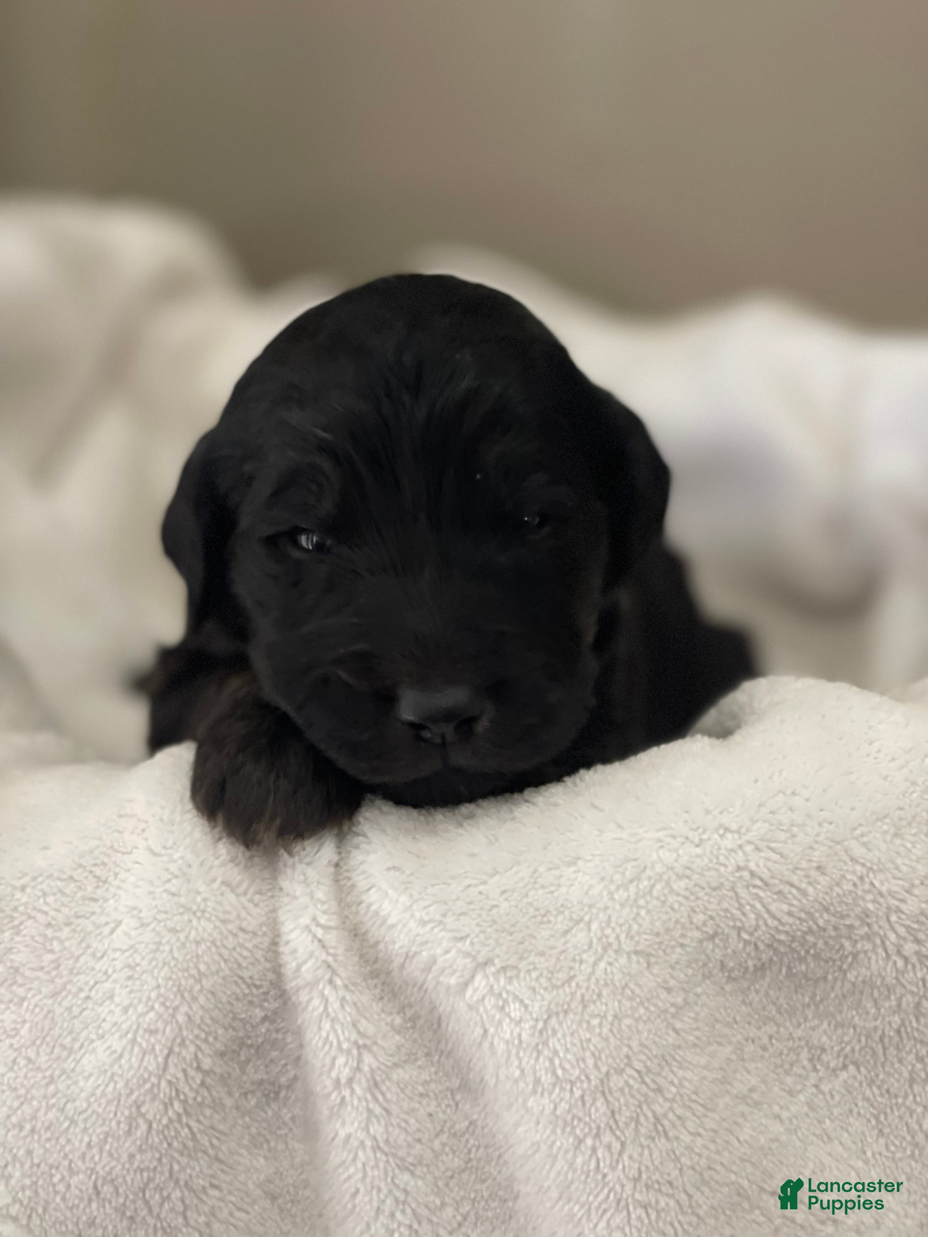 Goldendoodle dogs  Red Collar Female - Ad 16