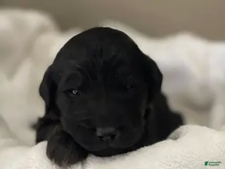 Goldendoodle dogs Red Collar Female - Ad 16