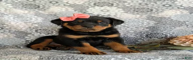 Darbie